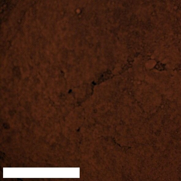 Kreidezeit Pigment Terra di Siena gebrannt - 175 g Becher